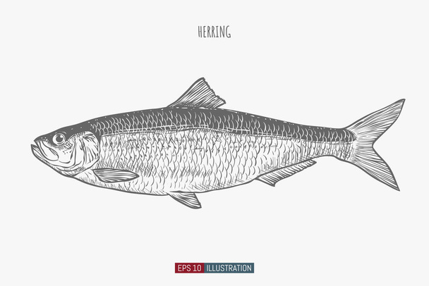 Hand drawn herring fish isolated. Engraved style vector illustration. Template for your design works. - Vector, Image