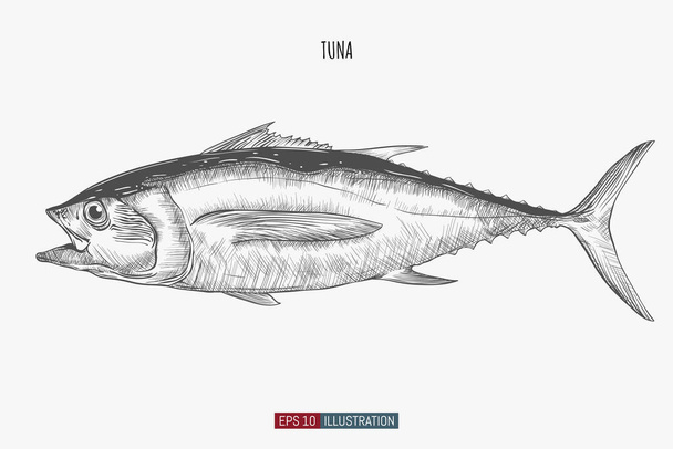 Kézzel húzott tonhal izolálva. Gravírozott stílus vektor illusztráció. Sablon a tervezési munkákhoz. - Vektor, kép