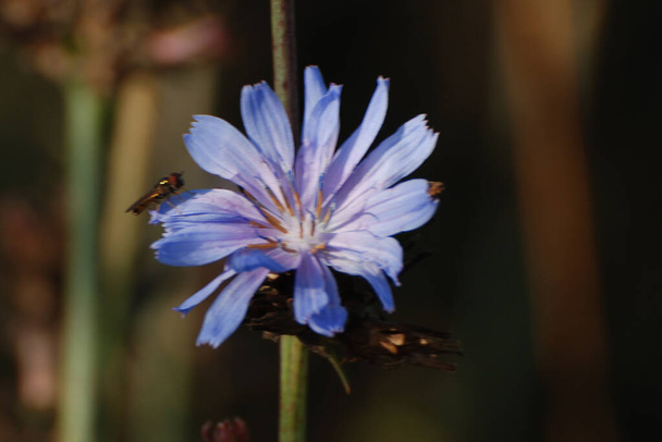 Cornflower blue or blue blue (Centaurea cyanus (All.) Dost.) - Photo, Image