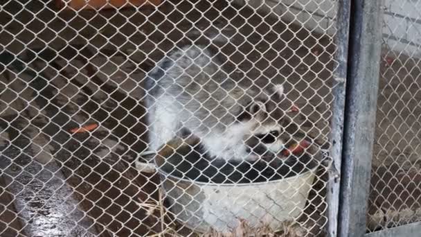 raccoon in the zoo plays with carrots in a basin with water - Footage, Video
