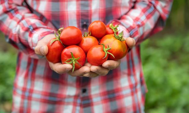 Een man boer houdt een oogst tomaten in zijn handen. Selectieve focus. aard. - Foto, afbeelding