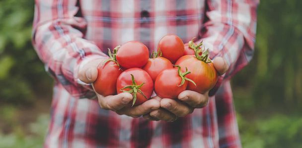 Çiftçi bir adam elinde domates mahsulü tutuyor. Seçici odaklanma. Doğa. - Fotoğraf, Görsel