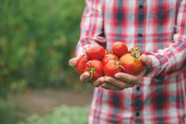 Een man boer houdt een oogst tomaten in zijn handen. Selectieve focus. aard. - Foto, afbeelding