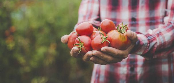男の農夫はトマトの収穫物を手に持っている。選択的フォーカス。自然. - 写真・画像