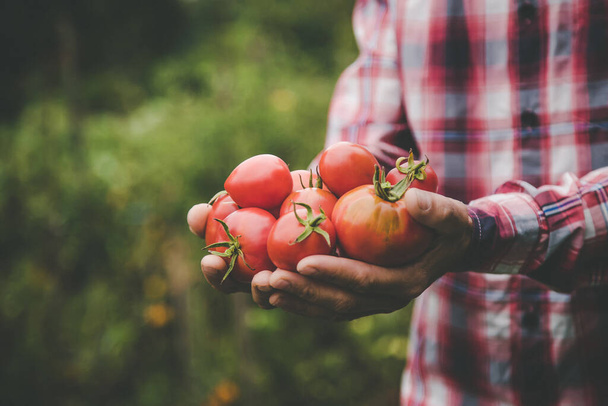 Un hombre agricultor tiene una cosecha de tomates en sus manos. Enfoque selectivo. naturaleza. - Foto, Imagen