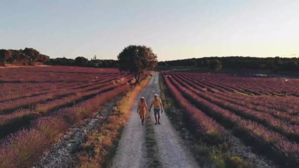Bloeiend heideveld in Nederland bij Hilversum Veluwe Zuiderheide, 's morgens bloeiend roze paarse heidevelden met mist en mist bij zonsopgang Nederland Europa - Video
