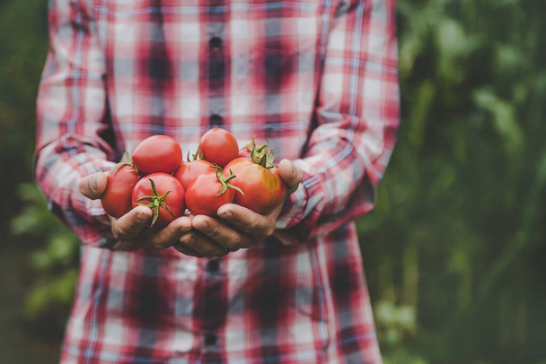 Un agriculteur tient une récolte de tomates dans ses mains. Concentration sélective. nature. - Photo, image