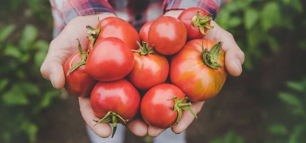 Un hombre agricultor tiene una cosecha de tomates en sus manos. Enfoque selectivo. naturaleza. - Foto, imagen