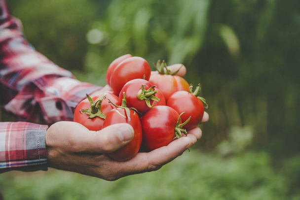 A man farmer holds a crop of tomatoes in his hands. Selective focus. nature. - Foto, afbeelding