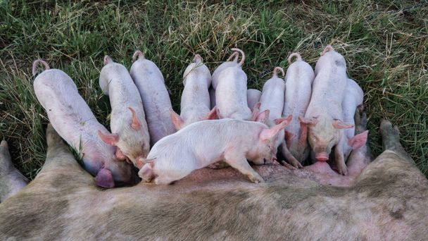 Мать-свинья кормит новорожденных поросят молоком. Маленькие сильные свиньи сосут здоровую свинью. Маленькие свиньи едят молоко от матери на лугу. Свиньи кормятся от плодородной свиноматки на летних пастбищах. - Фото, изображение