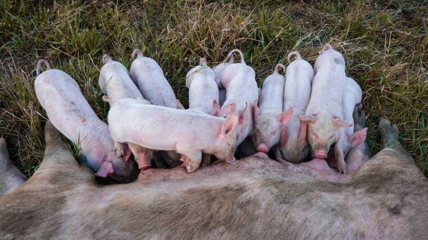 Die Schweinemutter füttert die neugeborenen Ferkel mit ihrer Milch. Kleine starke Schweine saugen eine gesunde Sau. Kleine Schweine fressen Milch von der Mutter auf der Weide. Ferkel säugen von fruchtbarer Sau auf Sommerweide. - Foto, Bild
