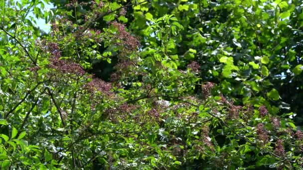 Doğal ortamda Kara Elder 'in olgunlaşan meyveleri (Sambucus nigra) - Video, Çekim