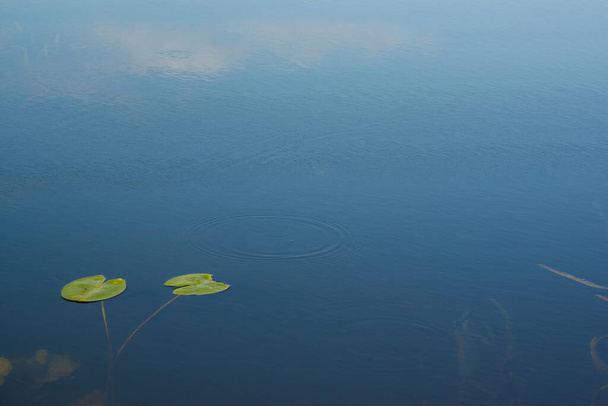 Hojas de lirio acuático amarillo (Nuphar lutea) en el río - Foto, Imagen
