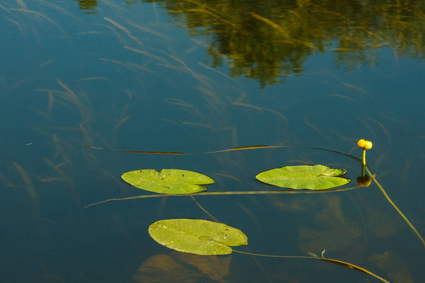 Листя жовтої водяної лілії (Nuphar lutea) на річці - Фото, зображення