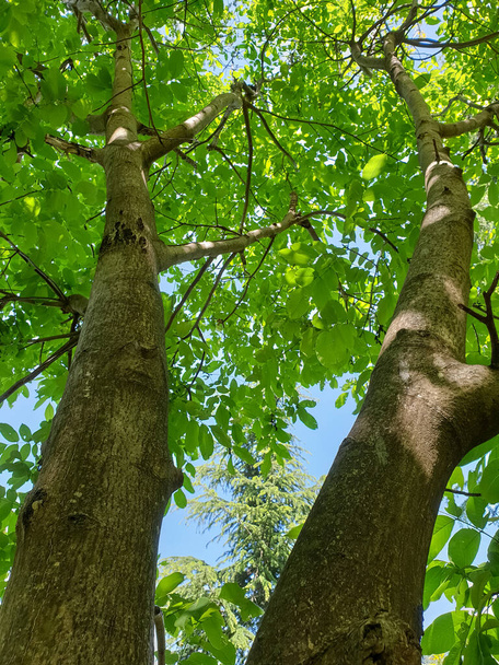 Drzewo patrząc w górę widok, Zdjęcie piękne drzewo orzecha włoskiego z zielonymi liśćmi w sezonie letnim Himachal Pradesh, Indie - Zdjęcie, obraz