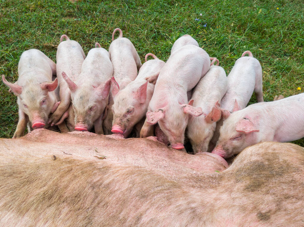 La mère de porc nourrit les porcelets nouveau-nés avec leur lait. Les petits cochons forts sucent une truie saine. Des petits cochons qui mangent du lait de mère dans la prairie. porcelets allaitant de la truie fertile sur les pâturages d'été. - Photo, image
