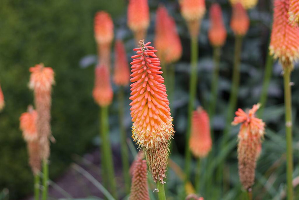 Prachtige bloembed van rode hot pokers of sliphofia in levendige kleuren - Foto, afbeelding