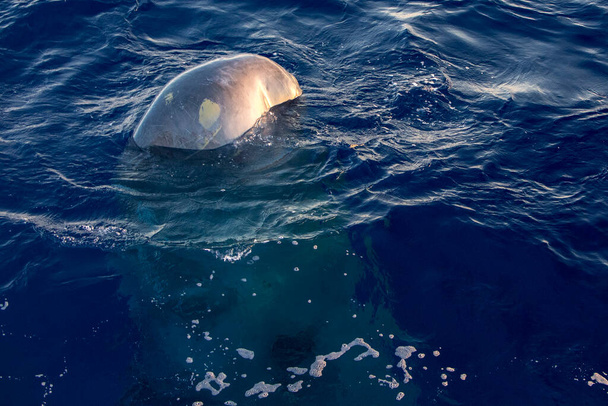 Σπέρμα Φάλαινα καταδύσεις το ηλιοβασίλεμα στη Μεσόγειο θάλασσα - Φωτογραφία, εικόνα