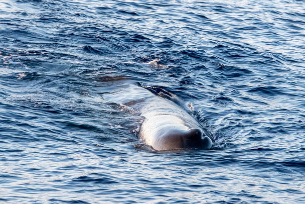 Σπέρμα Φάλαινα καταδύσεις το ηλιοβασίλεμα στη Μεσόγειο θάλασσα - Φωτογραφία, εικόνα