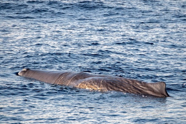 Sperma Nurkowanie wielorybów o zachodzie słońca w Morzu Śródziemnym - Zdjęcie, obraz