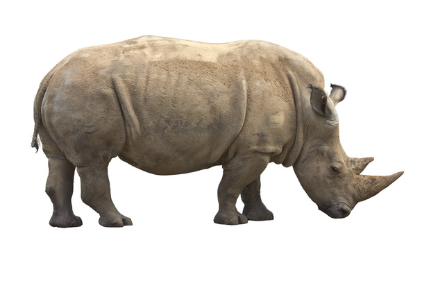 Rinoceronte africano
 - Foto, imagen