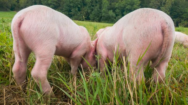 Des porcelets nouveau-nés dans la prairie. Porcs biologiques sur la ferme rurale biologique. Les racleurs broutent l'herbe et labourent le sol. Porcs dans le pâturage. - Photo, image