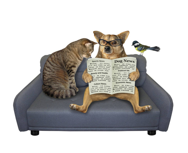 A beige dog in glasses is reading a newspaper. He with a cat and a bird are on a gray couch. White background. Isolated. - Foto, immagini