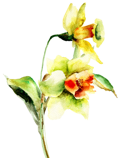 Watercolor illustration of Narcissus flowers - Φωτογραφία, εικόνα