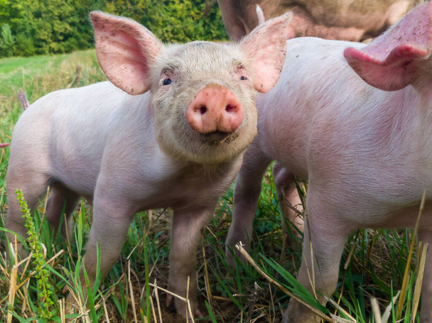 Lechones recién nacidos en el prado. Cerditos orgánicos en la granja rural orgánica. Los chillones pastan hierba y aran el suelo. Cerdos en el pasto. - Foto, imagen
