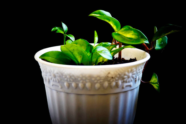 黒の背景に白い鍋に緑の植物 - 写真・画像