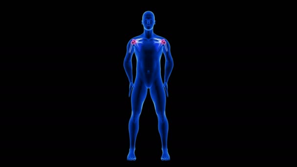 Vállak Fájdalom animáció. Blue Human Anatomy Body 3D Scan render - zökkenőmentes hurok fekete háttér - Felvétel, videó