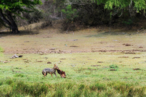 Golden Jackal - Canis aureus, volně žijící masožraví savci z lesů a kopců Starého světa, Srí Lanka. - Fotografie, Obrázek