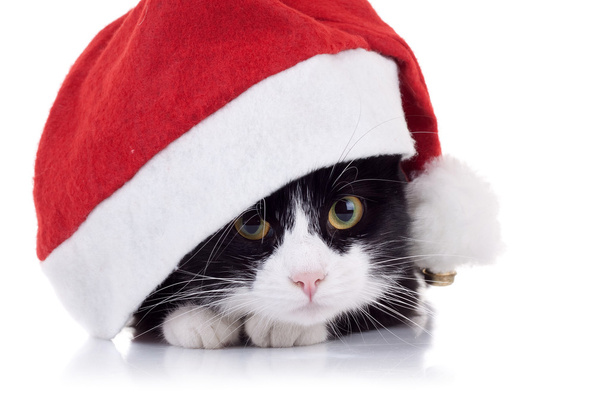 karácsonyi macska - Fotó, kép
