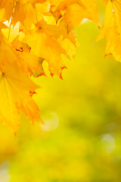 Autumn background with maple leaves. Autumn orange leaves over blurred background. Copy space - Φωτογραφία, εικόνα