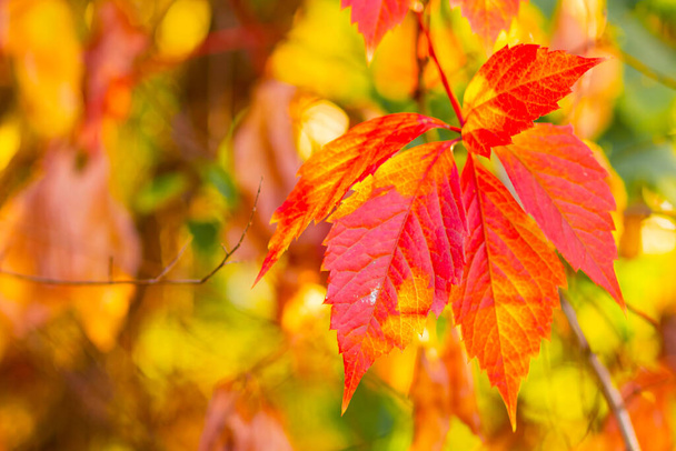 Red autumn leaves. Autumn nature background with bokeh. Copy space - Foto, afbeelding