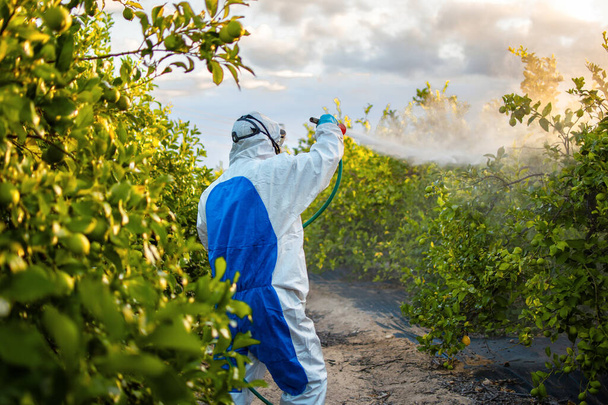 Viljelijä suojavaatteet spray torjunta. Maatilan työntekijä ruiskuttaa hyönteismyrkkyjä hedelmäsitruunapuihin. Ekologiset hyönteismyrkyt. - Valokuva, kuva
