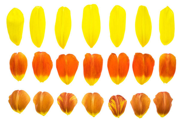 set of 12 assorted flower petals: rose, chrysanthemum and lily, carnation, magnolia - 写真・画像