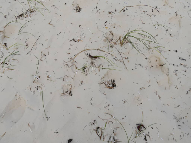 Arenas blancas polvorientas suaves con algunas hojas verdes de hierba que crecen en una playa tropical   - Foto, Imagen