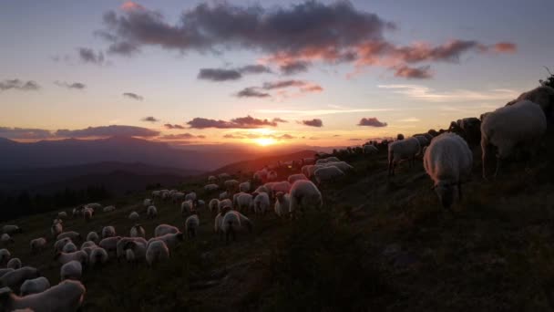 kudde schapen grazen in de berg bij zonsondergang. Idyllische omgeving - Video
