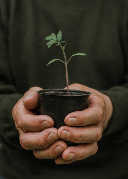 Дедушка держит в своей старой морщинистой руке черный горшок с зеленым растением - Фото, изображение