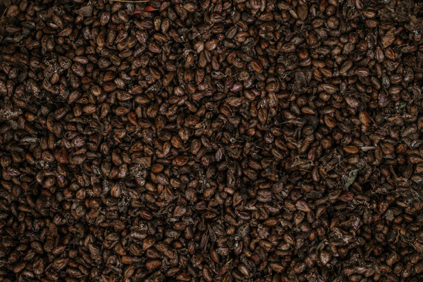 dried grape seeds surface as a background - Φωτογραφία, εικόνα