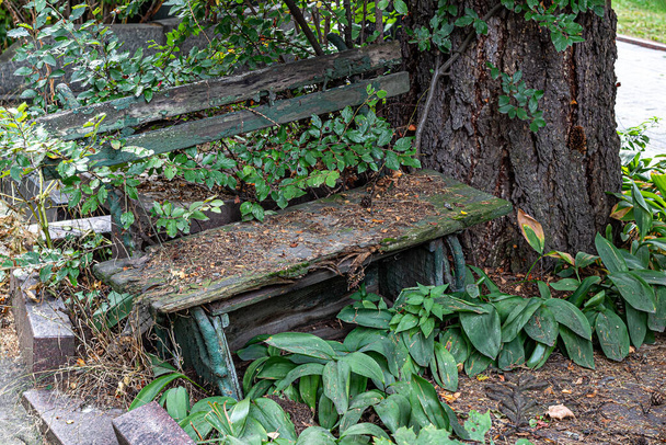 Starożytna ławka, zakorzeniona w ziemi, z obierającą się farbą, rozrzucona upadłymi igłami, otoczona zielonymi liśćmi - Zdjęcie, obraz