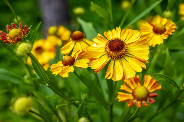 Yaz bahçesinde sarı Helenyum çiçekleri. - Fotoğraf, Görsel