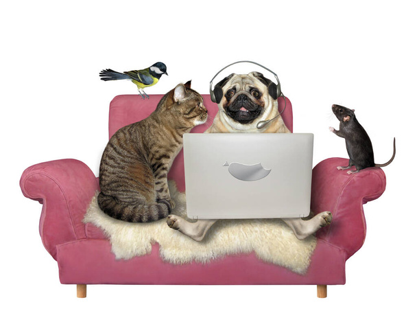 Собака-мопс в наушниках использует ноутбук. Он с котом, крысой и птицей на розовом диване. Белый фон. Isolated. - Фото, изображение