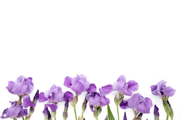 fioletowy irys kwiaty bukiet na białym tle. Płaskie ułożenie, widok z góry - Zdjęcie, obraz