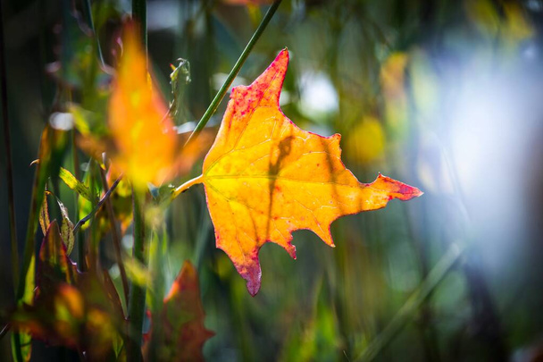 秋の緑は日光の下で葉。自然は、デザインと装飾のための秋の黄金の多色の花の抽象的な背景をぼやけている。ミニマリズム。選択的フォーカス。陽射し。ウィザー - 写真・画像