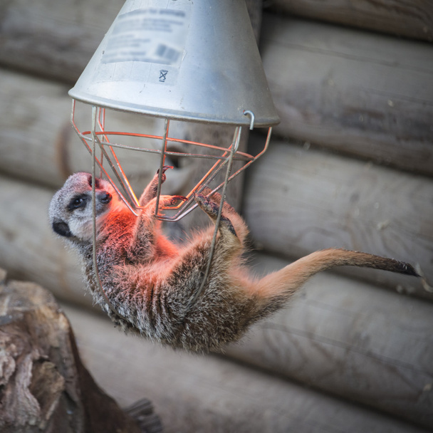 meerkat opknoping op kachel - Foto, afbeelding