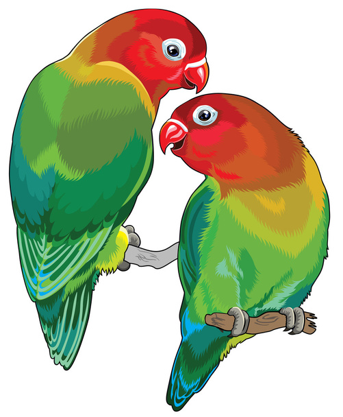 Пара влюблённых птиц Фишера
 - Вектор,изображение