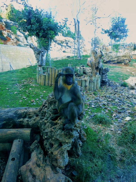 Um macaco solitário senta-se em uma andorinha no zoológico - Foto, Imagem