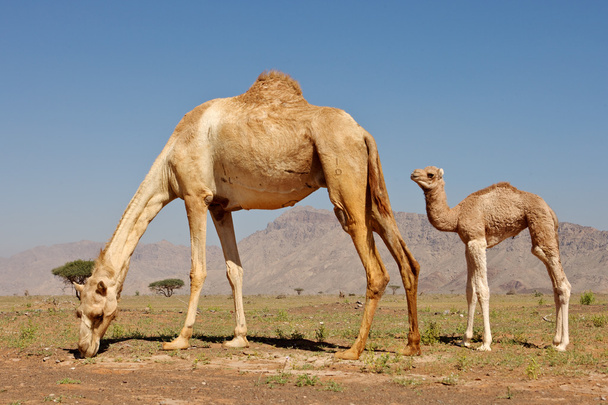 kameel en kalf - Foto, afbeelding